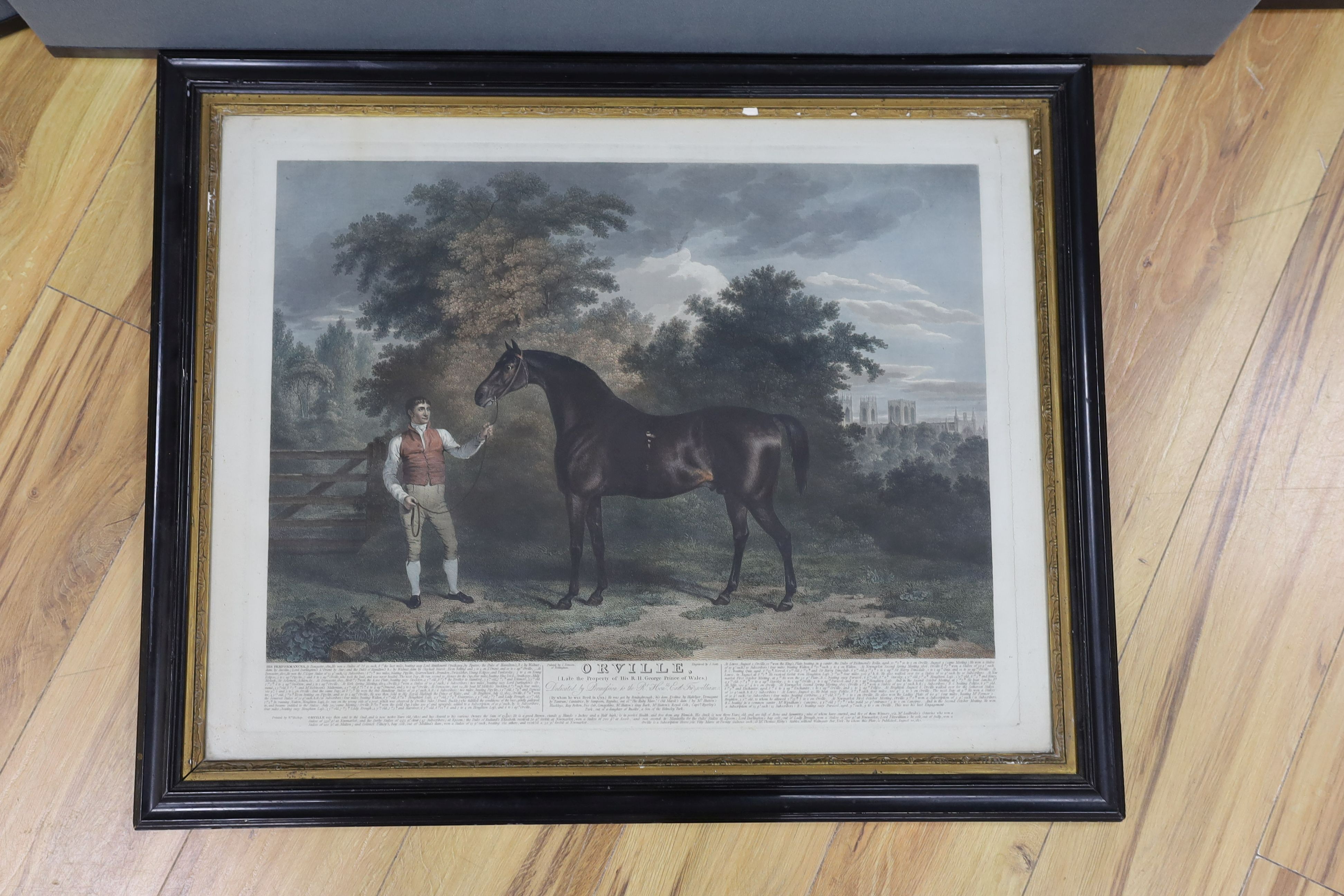 Scott after Tomson, hand coloured engraving, Portrait of the horse Orville, 50 x 64cm